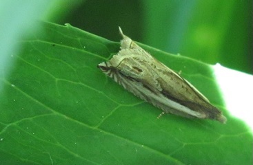 Ancylis apicella? S